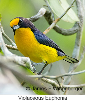 Violaceous Euphonia - © James F Wittenberger and Exotic Birding LLC