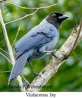 Violaceous Jay - © James F Wittenberger and Exotic Birding LLC