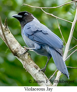 Violaceous Jay - © James F Wittenberger and Exotic Birding LLC