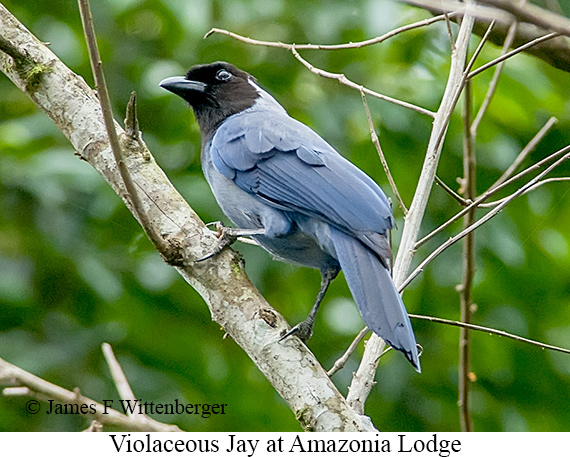 Violaceous Jay - © James F Wittenberger and Exotic Birding LLC