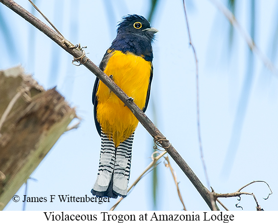 Violaceous Trogon - © James F Wittenberger and Exotic Birding LLC