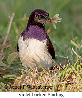 Violet-backed Starling - © James F Wittenberger and Exotic Birding LLC