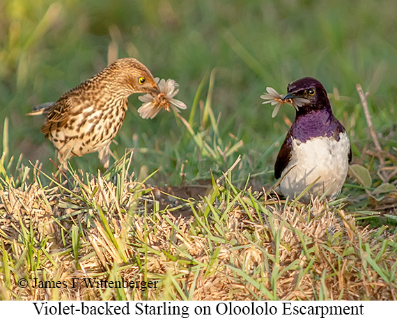 Violet-backed Starling - © James F Wittenberger and Exotic Birding LLC