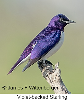 Violet-backed Starling - © James F Wittenberger and Exotic Birding LLC