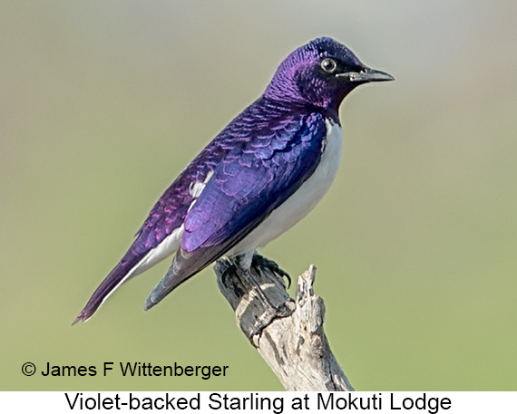 Violet-backed Starling - © James F Wittenberger and Exotic Birding LLC