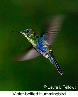 Violet-bellied Hummingbird - &copy; Laura L Fellows and Exotic Birding tours
