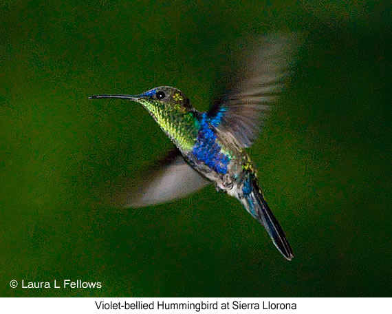 Violet-bellied Hummingbird - &copy; Laura L Fellows and Exotic Birding Tours