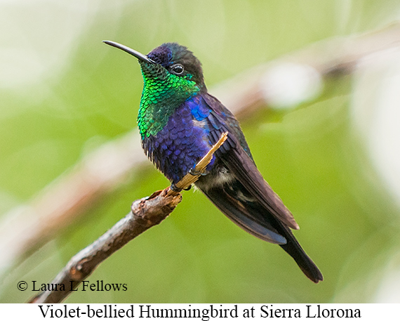 Violet-bellied Hummingbird - © Laura L Fellows and Exotic Birding LLC