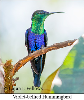 Violet-bellied Hummingbird - © Laura L Fellows and Exotic Birding LLC Violet-bellied Hummingbird - © Laura L Fellows and Exotic Birding LLC