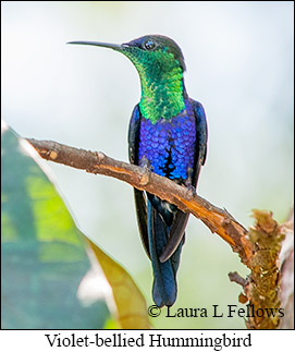 Violet-bellied Hummingbird - © Laura L Fellows and Exotic Birding LLC