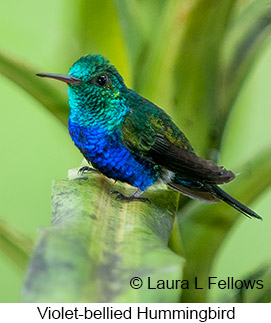 Violet-bellied Hummingbird - © Laura L Fellows and Exotic Birding LLC