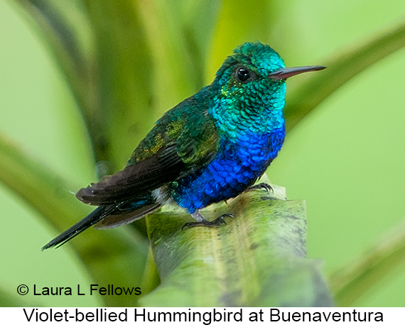 Violet-bellied Hummingbird - © Laura L Fellows and Exotic Birding LLC