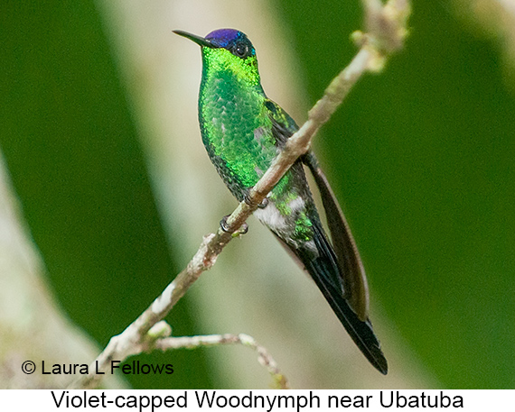 Violet-capped Woodnymph - © James F Wittenberger and Exotic Birding LLC