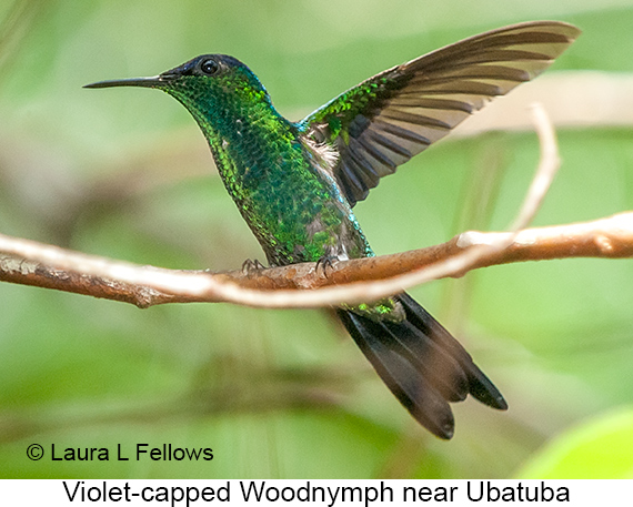 Violet-capped Woodnymph - © James F Wittenberger and Exotic Birding LLC Violet-capped Woodnymph - © James F Wittenberger and Exotic Birding LLC