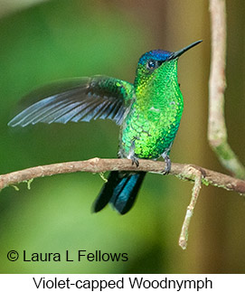 Violet-capped Woodnymph - © Laura L Fellows and Exotic Birding LLC