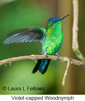 Violet-capped Woodnymph - © Laura L Fellows and Exotic Birding LLC Violet-capped Woodnymph - © Laura L Fellows and Exotic Birding LLC