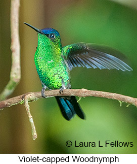Violet-capped Woodnymph - © Laura L Fellows and Exotic Birding LLC