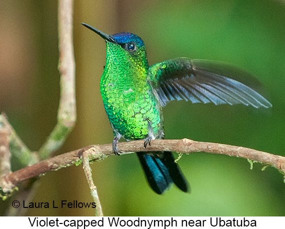 Violet-capped Woodnymph - © Laura L Fellows and Exotic Birding LLC