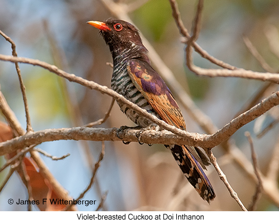 Violet Cuckoo - © James F Wittenberger and Exotic Birding LLC