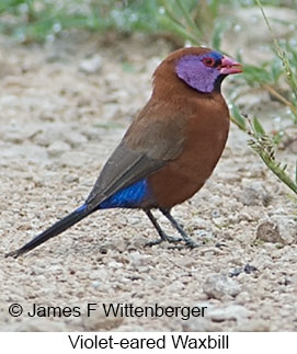 Violet-eared Waxbill - © James F Wittenberger and Exotic Birding LLC Violet-eared Waxbill - © James F Wittenberger and Exotic Birding LLC
