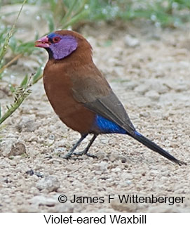 Violet-eared Waxbill - © James F Wittenberger and Exotic Birding LLC