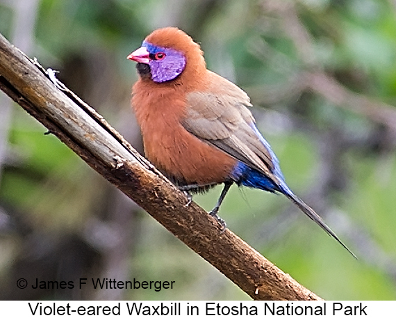 Violet-eared Waxbill - © The Photographer and Exotic Birding LLC