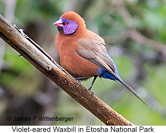 Violet-eared Waxbill - © James F Wittenberger and Exotic Birding LLC