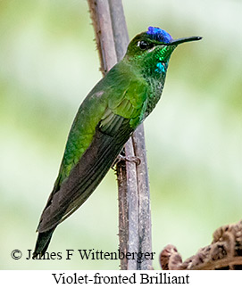 Violet-fronted Brilliant - © James F Wittenberger and Exotic Birding LLC