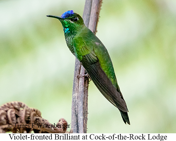 Violet-fronted Brilliant - © James F Wittenberger and Exotic Birding LLC