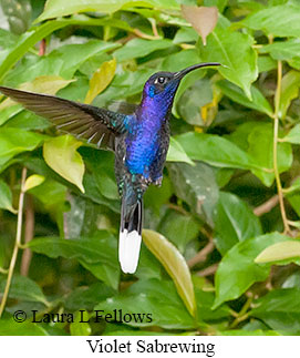 Violet Sabrewing - © Laura L Fellows and Exotic Birding LLC Violet Sabrewing - © Laura L Fellows and Exotic Birding LLC