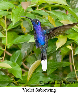 Violet Sabrewing - © Laura L Fellows and Exotic Birding LLC