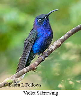 Violet Sabrewing - © Laura L Fellows and Exotic Birding LLC