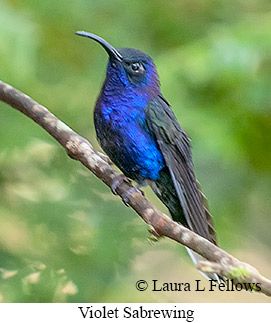 Violet Sabrewing - © Laura L Fellows and Exotic Birding LLC