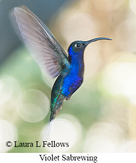 Violet Sabrewing - © Laura L Fellows and Exotic Birding LLC