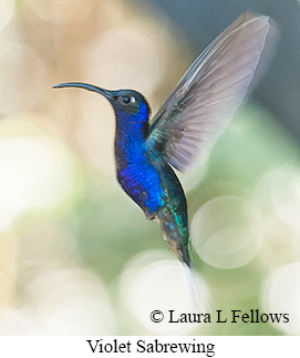 Violet Sabrewing - © Laura L Fellows and Exotic Birding LLC