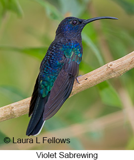 Violet Sabrewing - © Laura L Fellows and Exotic Birding LLC