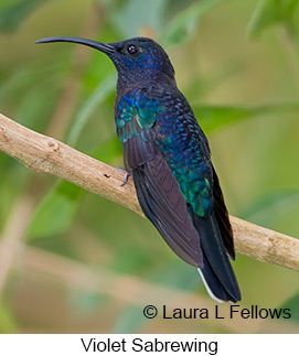 Violet Sabrewing - © Laura L Fellows and Exotic Birding LLC