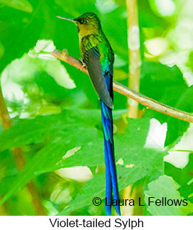 Violet-tailed Sylph - © Laura L Fellows and Exotic Birding Tours Violet-tailed Sylph - © Laura L Fellows and Exotic Birding Tours