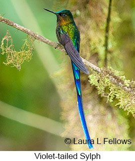 Violet-tailed Sylph - © Laura L Fellows and Exotic Birding LLC