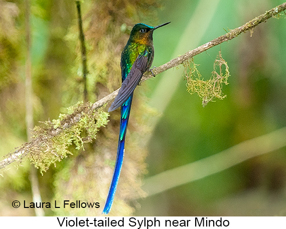 Violet-tailed Sylph - © Laura L Fellows and Exotic Birding LLC