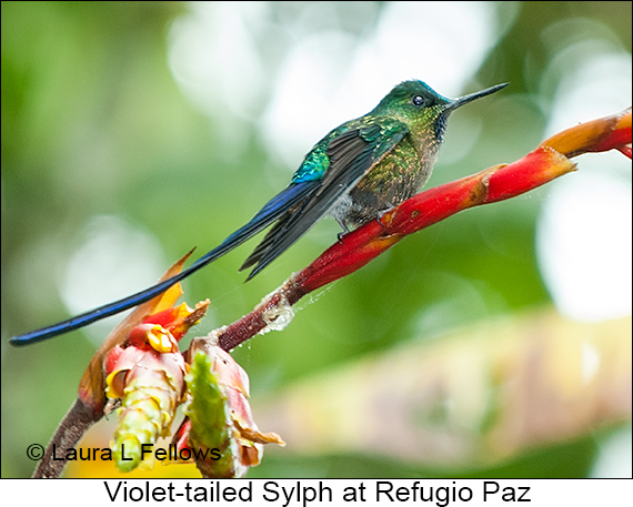 Violet-tailed Sylph - © James F Wittenberger and Exotic Birding LLC