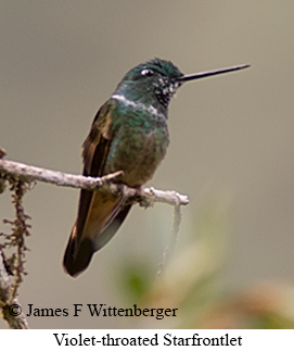 Violet-throated Starfrontlet - © James F Wittenberger and Exotic Birding LLC Violet-throated Starfrontlet - © James F Wittenberger and Exotic Birding LLC