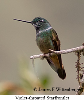 Violet-throated Starfrontlet - © James F Wittenberger and Exotic Birding LLC