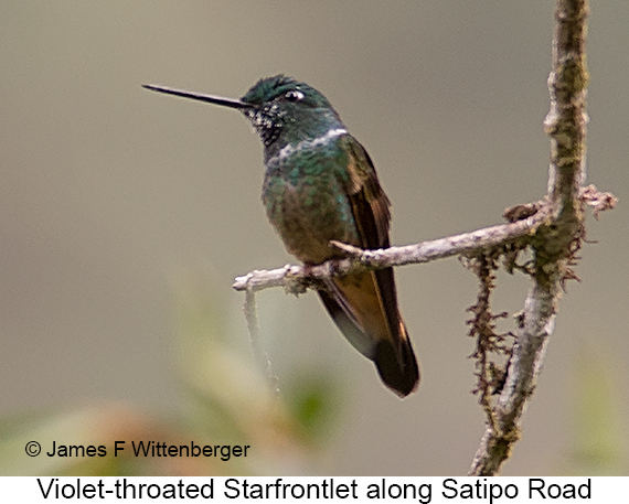 Violet-throated Starfrontlet - © James F Wittenberger and Exotic Birding LLC