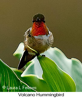 Volcano Hummingbird - © Laura L Fellows and Exotic Birding LLC