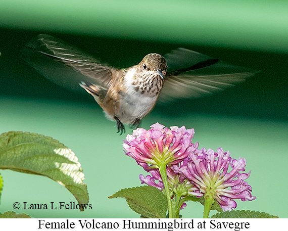 Volcano Hummingbird - © James F Wittenberger and Exotic Birding LLC