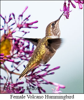 Volcano Hummingbird - © Laura L Fellows and Exotic Birding Tours Volcano Hummingbird - © Laura L Fellows and Exotic Birding Tours