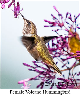 Volcano Hummingbird - © Laura L Fellows and Exotic Birding LLC