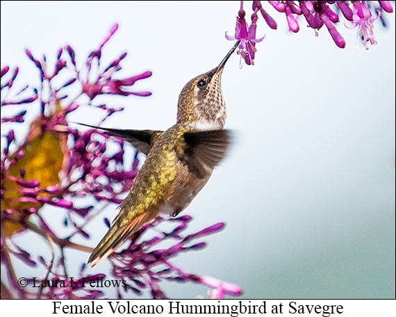 Volcano Hummingbird - © Laura L Fellows and Exotic Birding LLC Volcano Hummingbird - © Laura L Fellows and Exotic Birding LLC
