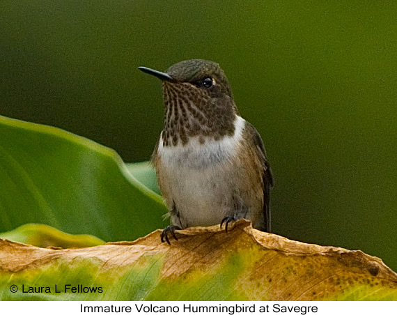 Volcano Hummingbird - &copy; Laura L Fellows and Exotic Birding Tours